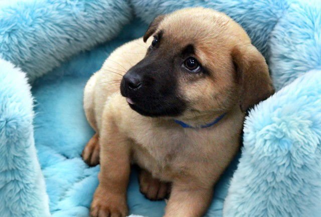 ROYE - Black Mouth Cur available for adoption