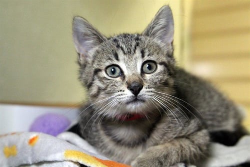 DOLLY - Domestic Short Hair available for adoption