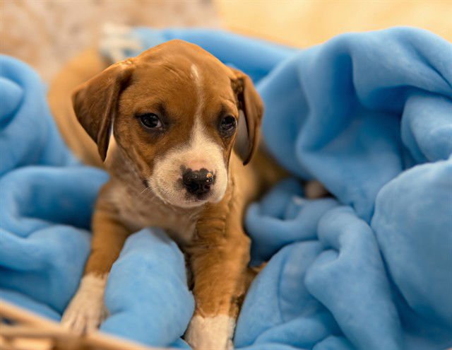 PETER - American Staffordshire Terrier available for adoption