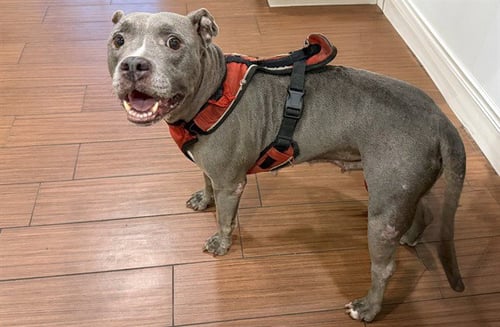STRAY NOT AVAILABLE - American Staffordshire Terrier available for adoption