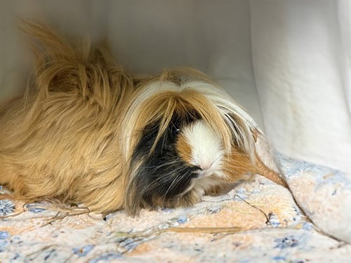 BOB - Guinea Pig available for adoption