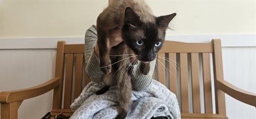 STRAY NOT AVAILABLE - Siamese available for adoption