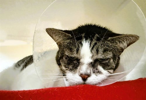 CUTIE - Domestic Short Hair available for adoption