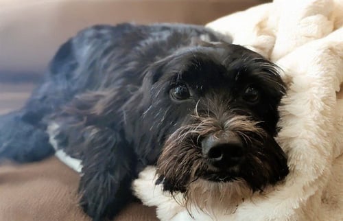 STRAY NOT AVAILABLE - Miniature Schnauzer available for adoption