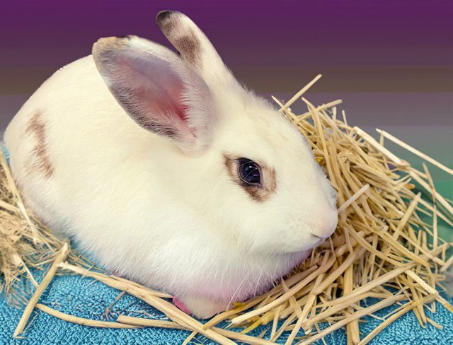 JOSHLYN - Shorthaired Rabbit available for adoption