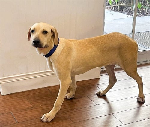 SAMUEL - Labrador Retriever available for adoption