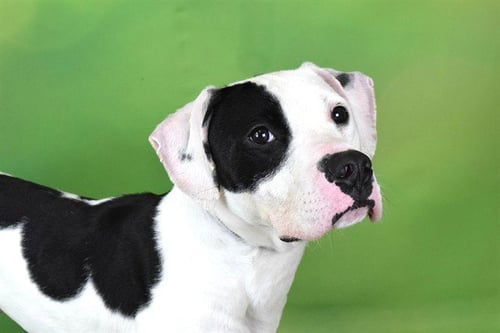 IRELAND - Pointer available for adoption