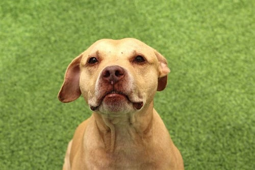 TAJ - American Pit Bull Terrier available for adoption
