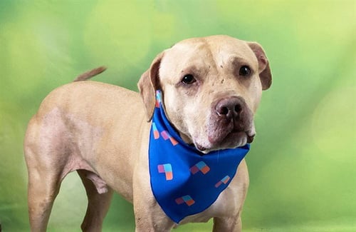 TAJ - American Pit Bull Terrier for adoption in Pembroke Pines