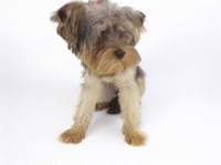 STRAY NOT AVAILABLE - Photo 1