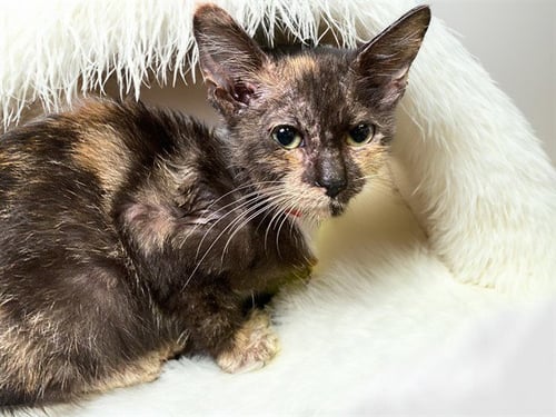 BAELA - Domestic Short Hair available for adoption