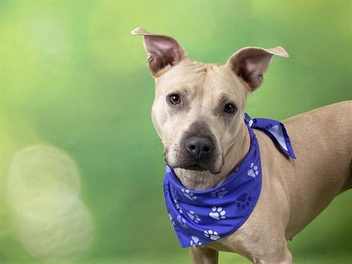 RAYA - American Staffordshire Terrier for adoption in Pembroke Pines