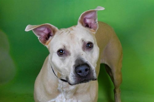 RAYA - American Staffordshire Terrier available for adoption