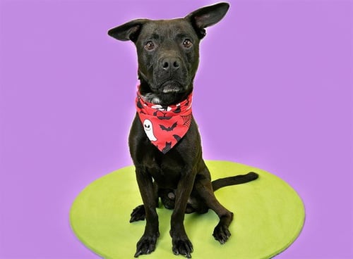 RICO - Labrador Retriever available for adoption