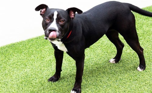 POE - American Staffordshire Terrier available for adoption