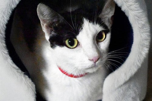 COCO - Domestic Short Hair available for adoption
