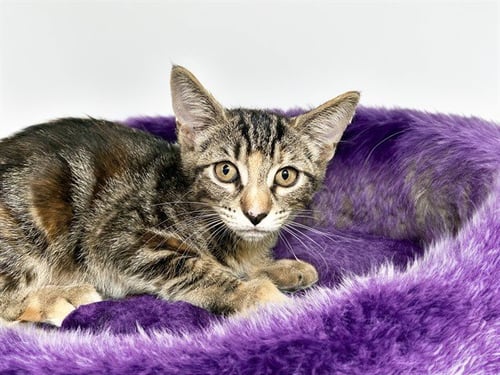 BONNIE - Domestic Short Hair available for adoption