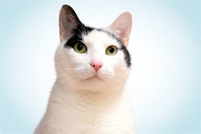 KITTY - Domestic Short Hair available for adoption