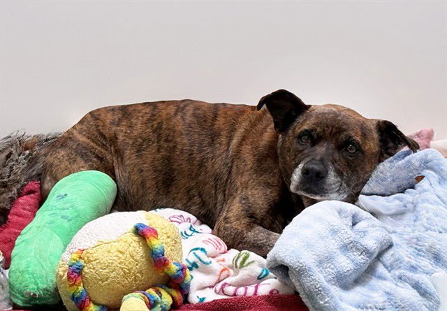 CHEETAH - American Staffordshire Terrier available for adoption