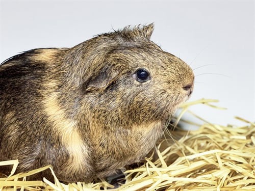 AMBER - Guinea Pig available for adoption