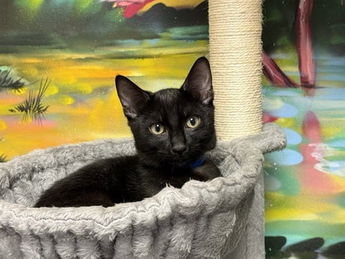 ADAM - Domestic Short Hair available for adoption