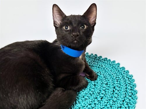 ADAM - Domestic Short Hair available for adoption