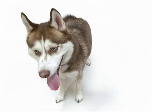 STRAY NOT AVAILABLE - Siberian Husky available for adoption
