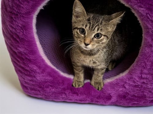 ASHER - Domestic Short Hair available for adoption
