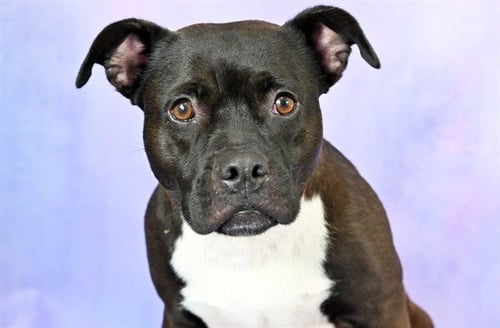 QUINEY - Labrador Retriever available for adoption