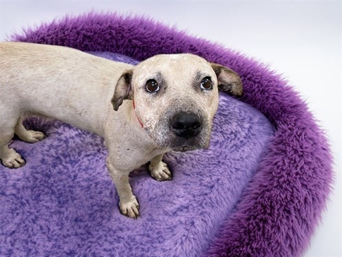 LILAC - Australian Cattle Dog/Blue Heeler available for adoption