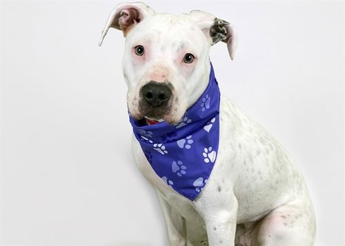 NILA - Bull Terrier available for adoption