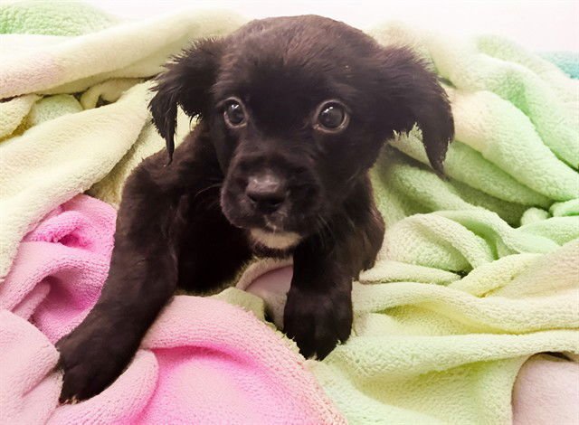 NATASHA - Labrador Retriever available for adoption