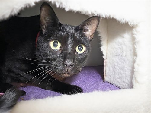 HALLIE - Domestic Short Hair available for adoption