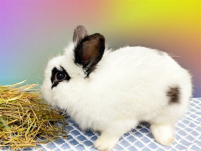 OREO - Shorthaired Rabbit available for adoption