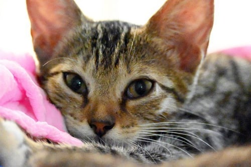 BURLINGTON - Domestic Short Hair available for adoption