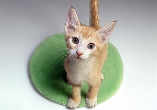 BERT - Domestic Short Hair available for adoption