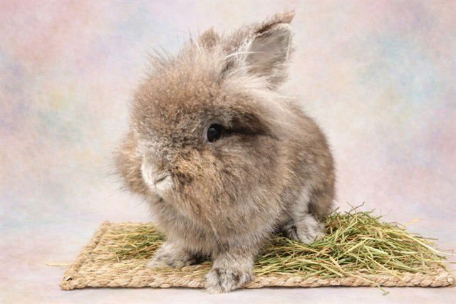 PEPPER - Shorthaired Rabbit available for adoption
