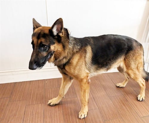 STRAY NOT AVAILABLE - German Shepherd Dog available for adoption