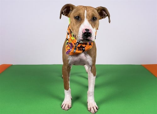 TINKERBELL - Jack Russell Terrier (Parson Russell Terrier) available for adoption