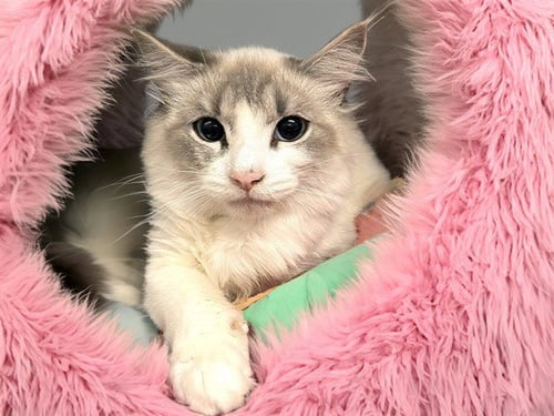 MULAN - Domestic Short Hair available for adoption