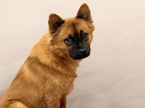 BUNNY - Finnish Spitz available for adoption