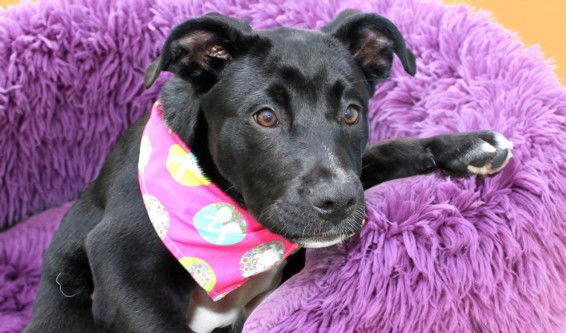 LEXIE - Labrador Retriever available for adoption