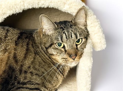 TIGER - Domestic Short Hair available for adoption