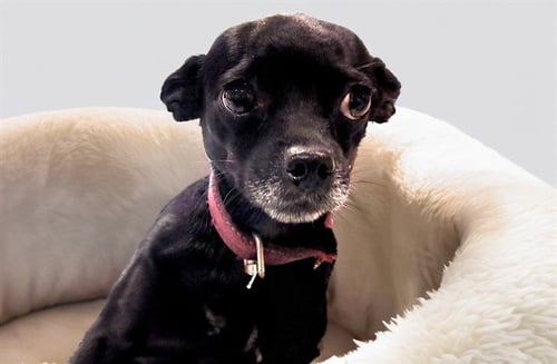 STRAY NOT AVAILABLE - Chihuahua available for adoption