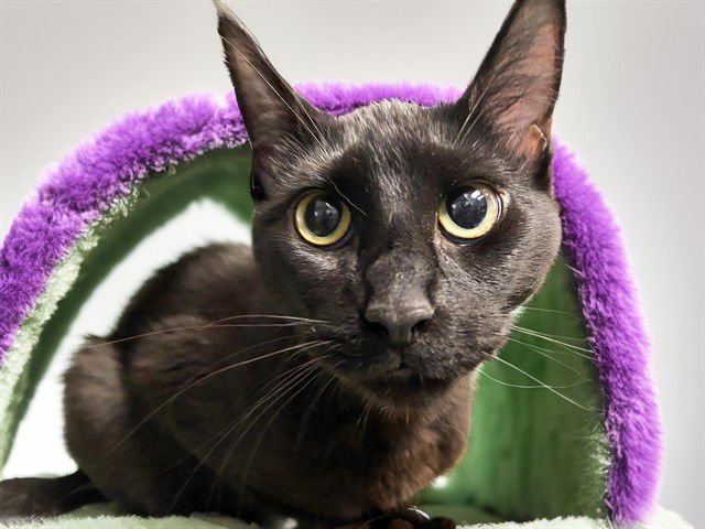 LILY - Oriental Short Hair / Domestic Short Hair available for adoption