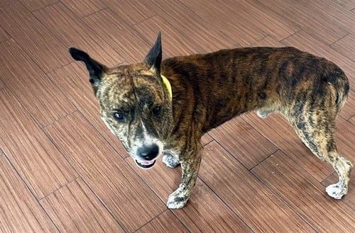 STRAY NOT AVAILABLE - American Pit Bull Terrier available for adoption