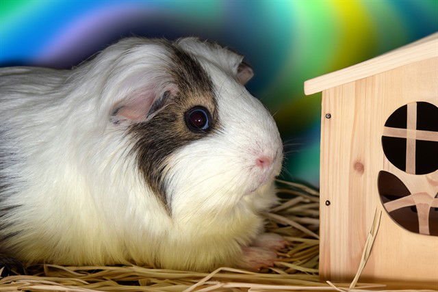 SIMONE - Guinea Pig available for adoption