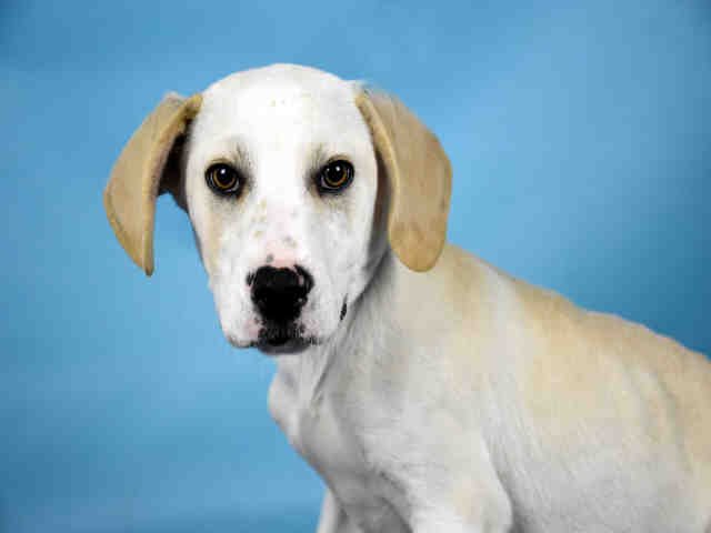 BEAN Image