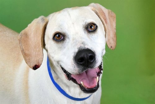 BEAN - Labrador Retriever / Basset Hound available for adoption
