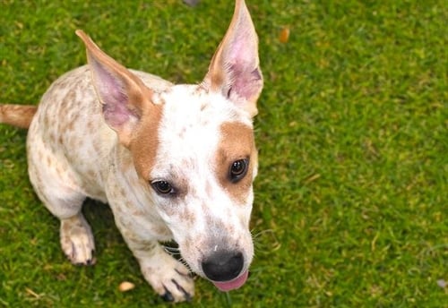 LEVI - Australian Cattle Dog/Blue Heeler available for adoption